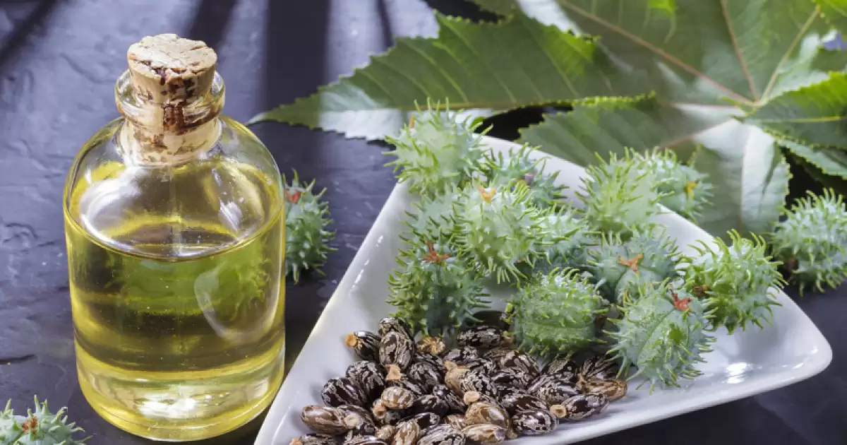 Castor Oil leaves & seeds